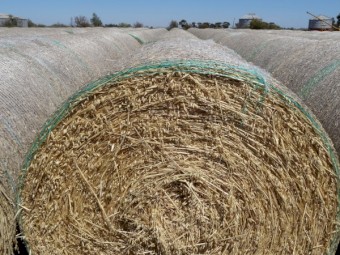 Oaten / Vetch Hay 5x4 Rolls