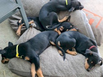Kelpie puppies 