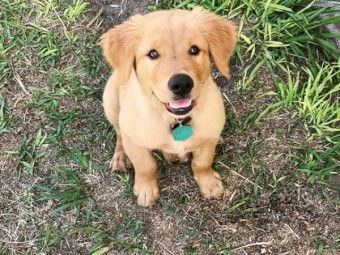 Purebred Golden Retriever Puppies