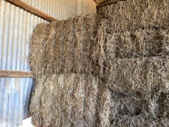 Wheat, Rye, Vetch & Lucerne Hay 8x4x3 Bales