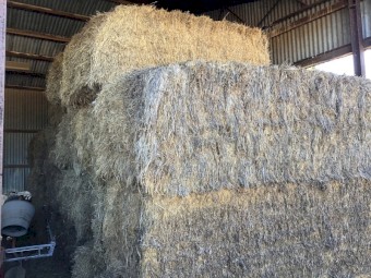 Wheat, Rye, Vetch & Lucerne Hay 8x4x3 Bales