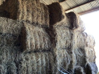 Wheat, Rye, Vetch & Lucerne Hay 8x4x3 Bales