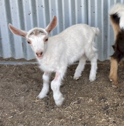 Nigerian Dwarf. Pregnant doe. Doeling. Buckling. High percentage. 