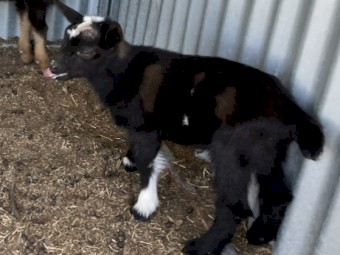 Nigerian Dwarf. Pregnant doe. Doeling. Buckling. High percentage. 