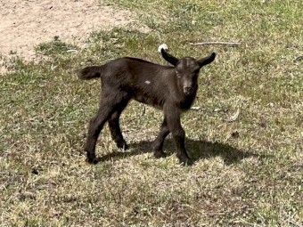 Nigerian Dwarf. Pregnant doe. Doeling. Buckling. High percentage. 