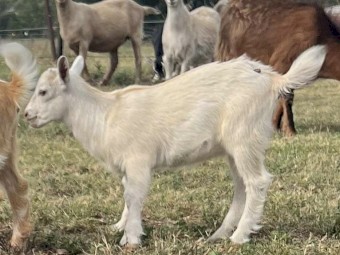 Nigerian Dwarf. Pregnant doe. Doeling. Buckling. High percentage. 