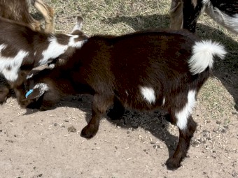 Nigerian Dwarf. Milk. Dairy. Pregnant doe. Doeling. Buckling. 
