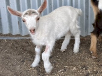 Nigerian Dwarf. Milk. Dairy. Pregnant doe. Doeling. Buckling. 