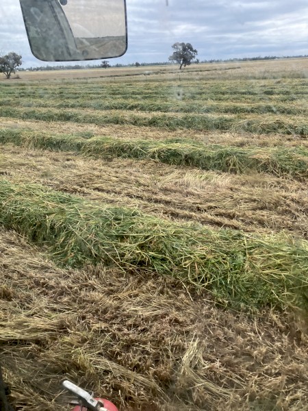 lucurne/oaten/rye mix