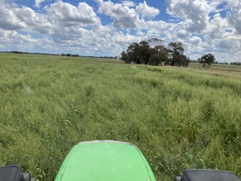 lucurne/oaten/rye mix