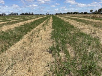 lucurne/oaten/rye mix