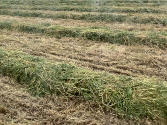 lucurne/oaten/rye mix