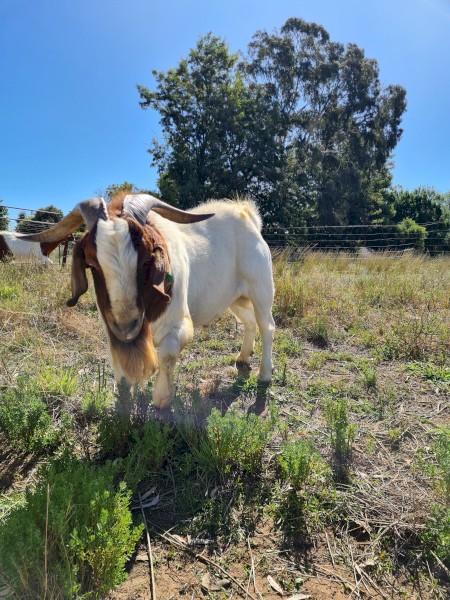 Boer goat's 