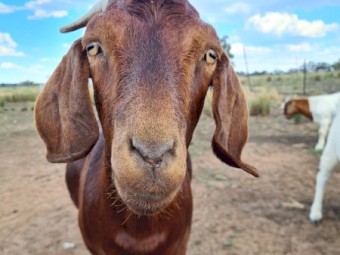 Boer goat's 