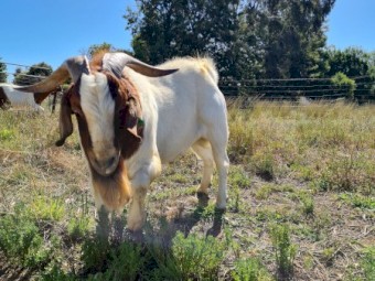 Boer goat's 