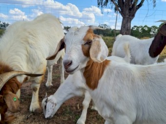 Boer goat's 