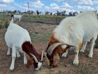 Boer goat's 