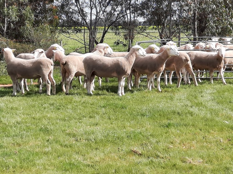 10 x 2021 Pepperton White Suffolk Rams - available now