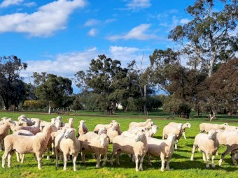 10 x 2021 Pepperton White Suffolk Rams - available now