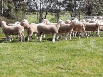 10 x 2021 Pepperton White Suffolk Rams - available now