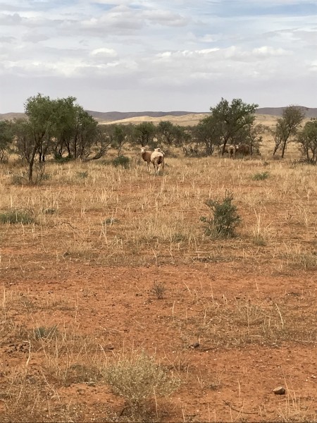 WANTED Lease Agreement