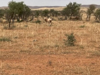 WANTED Lease Agreement