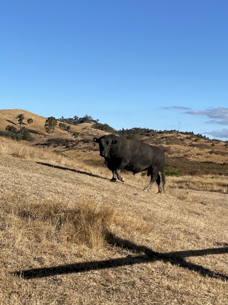 Black Angus bull 