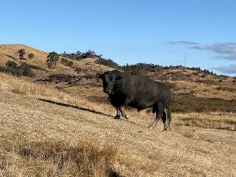 Black Angus bull 