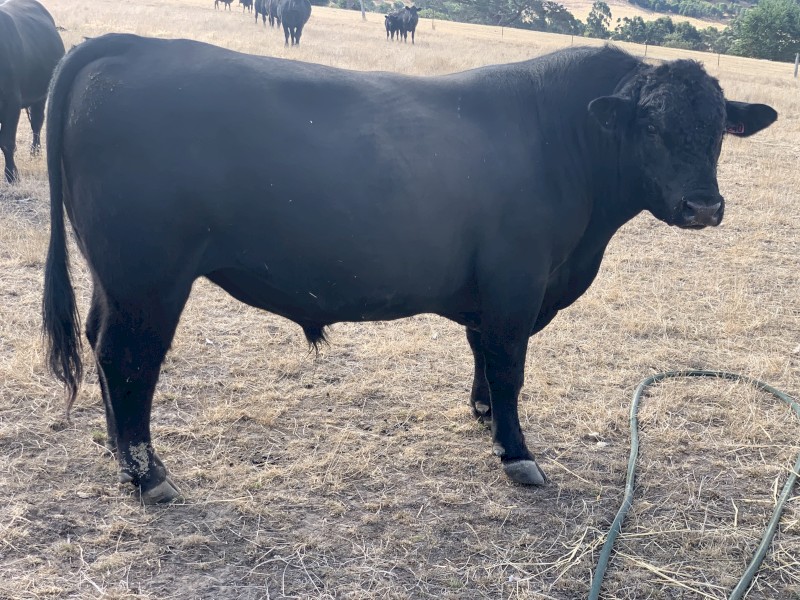 Black Angus bull