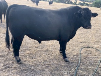 Black Angus bull