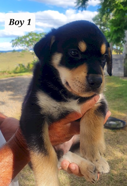 Purebred Kelpie Pups