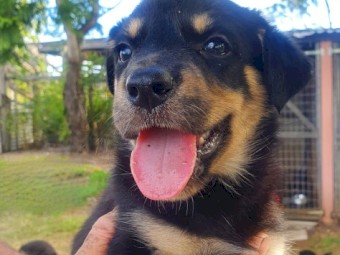 Purebred Kelpie Pups