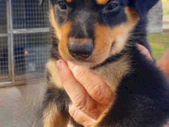 Purebred Kelpie Pups