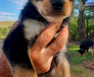 Purebred Kelpie Pups
