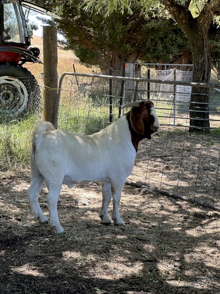 Purebred Boer buck