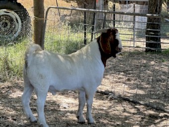 Purebred Boer buck