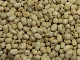 faba beans seed available very affordable rates