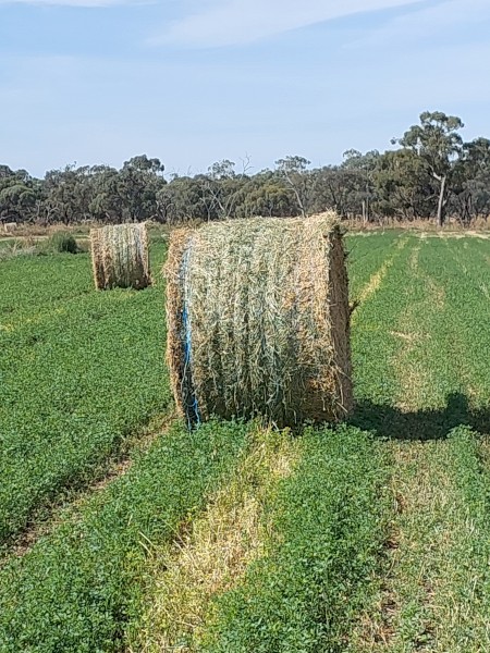 60 x Lucerne Round Bales