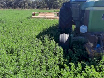 60 x Lucerne Round Bales
