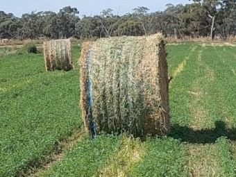 60 x Lucerne Round Bales