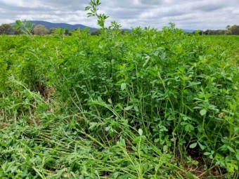 First cut lucerne