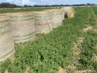 First cut lucerne