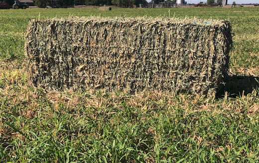 2023 SEASON PACIFIC SPRINT SUDAN X SUDAN HYBRID HAY 