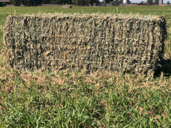 2023 SEASON PACIFIC SPRINT SUDAN X SUDAN HYBRID HAY 