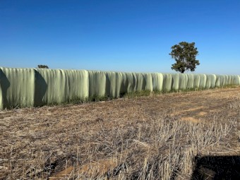 Wheat Straw/ Haylage