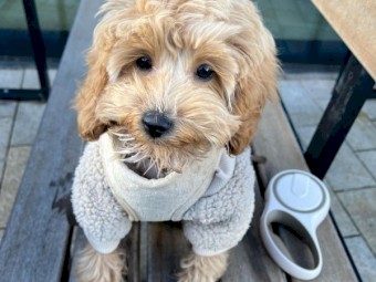 Frankie The Cockapoo