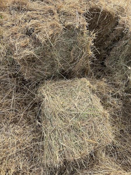 800 x Pasture Hay Small Squares