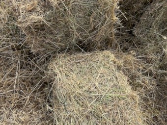 800 x Pasture Hay Small Squares