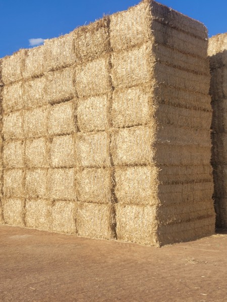 Windrowed Wheat Straw