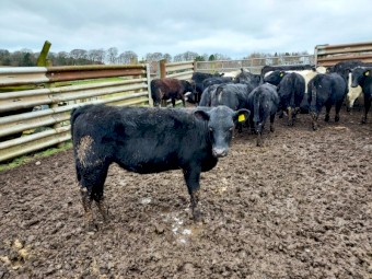 For Sale 50 Aberdeen Angus Cross Store Heifers, Steers